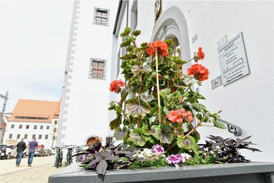 Der Obermarkt in Freiberg ist wieder mit Blumen- und Pflanzkübeln geschmückt. 