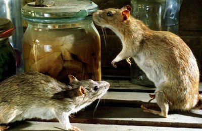 
              <p class="artikelinhalt">Vor allem wenn sich Ratten zuhauf in Kanälen und Kellern herumtreiben, werden sie zum echten Problem. </p>
            