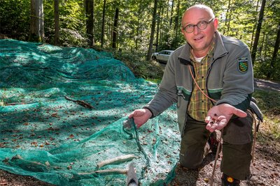 Revierleiter Thomas Baader nimmt die ersten Bucheckern in den Netzen in Augenschein.
