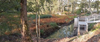 Der Parkteich ist zugewuchert.