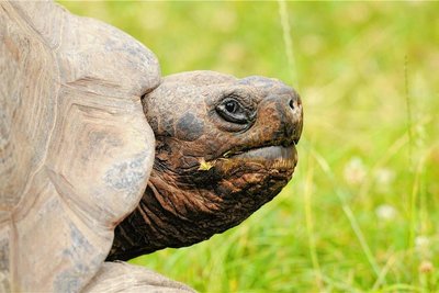 Eine Schildkröte büxte in Oelsnitz aus.
