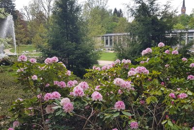 Die Vielfalt und Pracht der Rhododendren in Bad Elster – hier hinter der Kunstwandelhalle – kann am Wochenende bewundert werden.