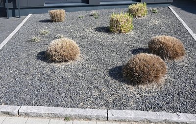 Ein paar Pflanzen und ganz viel Kies: Dem Modetrend zu solchen Schottergärten, die es in Chemnitz bisher nur vereinzelt gibt, möchte die Stadtverwaltung nicht tatenlos zusehen. 