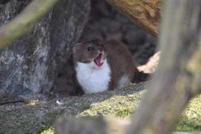 Ein Mauswiesel im Zoo der Minis.