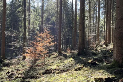 Kleine Rotbuchen wie diese brauchen Licht fürs Wachstum.