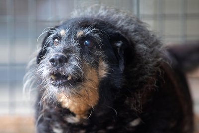 Als Hund Mirko 2016 im Tierheim einzog, ließ er niemanden an sich heran.