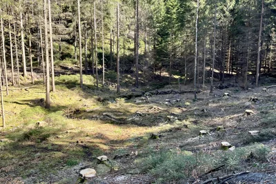 In dieser Senke zum Friedrichsbach wurden große Fichten gefällt, um Licht für junge Laubbäume zu schaffen.