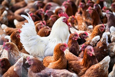Bestände von Hühnern sind weiter durch die Vogelgrippe gefährdet. Für Märkte und Ausstellungen im Vogtlandkreis hat die zuständige Veterinärbehörde Auflagen erneuert. 