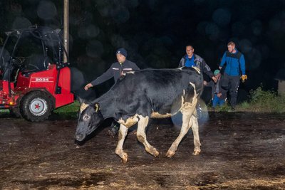 Bei dem Großfeuer in Aras mussten auch Kälber gerettet werden. Sie waren durch den Brand der Strohballen in Panik geraten.
