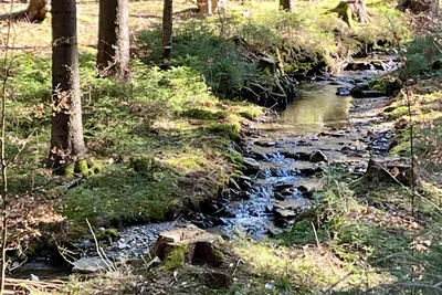 Friedlich und klar plätschert der Friedrichsbach ins Tal.