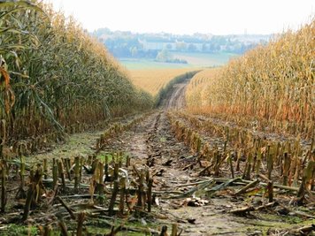 Ernteschneisen, die zur Bejagung von Schwarzwild dienen, hat ein Landwirt hier bei Treuen schon geschnitten. Ein Teil des Maises steht aber noch auf den Feldern. Die Frostschäden sind deutlich erkennbar. 