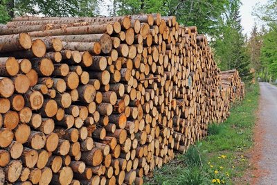 Groß war die Zahl des zu schlagenden Holzes im Stadtwald. Die Menge kam nicht freiwillig zustande.