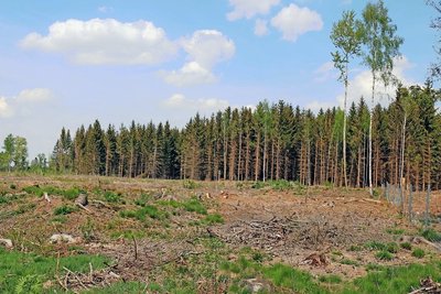 Auf der Kahlfläche waren bis vor wenigen Jahren noch unzählige Fichten zu finden. Der Bestand im Hintergrund trägt ebenfalls Schäden.