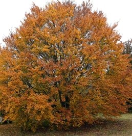 Die Rotbuche ist 2022 erneut zum Baum des Jahres gekürt worden. Auf 11,6 Hektar wird das Potenzial im Freiberger Stadtwald zur Naturverjüngung bei der trockenresistenten Buche taxiert. 