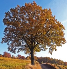 Die Trauben-Eiche ist zum "Baum des Jahres 2014" gekürt worden.Eichen sollen innerhalb der nächsten zehn Jahre auf sechs Hektar im Freiberger Stadtwald gepflanzt werden. 