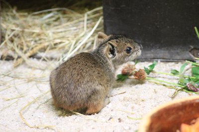 Auch bei den Bergmeerschweinen gibt es Nachwuchs.