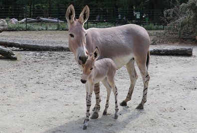 Das Somali-Wildesel-Fohlen mit Mutter Hera. 