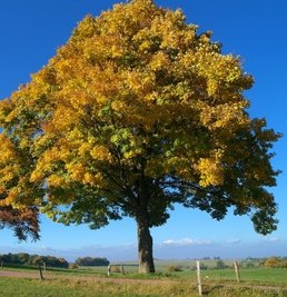 Der Berg-Ahorn war der Baum des Jahres 2009. Er soll im Freiberger Stadtwald bis 2030 auf 9,3 Hektar gepflanzt werden. Die Bäume können bis zu 600 Jahre alt werden. 