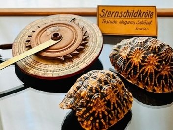 Wie funktioniert die Sternenuhr? Und: Warum gibt's Schildkrötenpanzer mit Sternenmuster ?