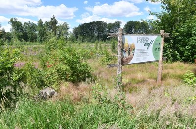 Eine Brache im Freiberger Stadtwald. Der Kommune gehören fast 960 Hektar Forstflächen bis nach Frauenstein. Als "Holzboden" für Bäume gelten dabei 893 Hektar, der Rest sind Wege, Wiesen und Ähnliches. 