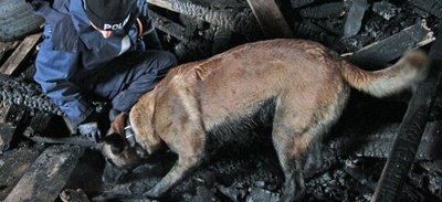 Polizeiobermeisterin Anja Koch mit ihrem Belgischen Schäferhund Pike. Er ist auf das Aufspüren von Brandbeschleunigern spezialisiert.