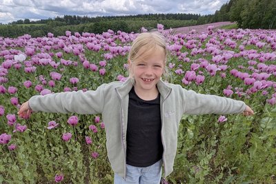 Die Landschaft zwischen Gunzen und Wohlbach hat sich in ein pinkfarbenes Meer verwandelt.