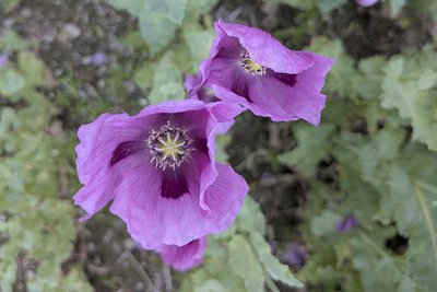 Jede der Millionen Blüten ist ein Unikat.