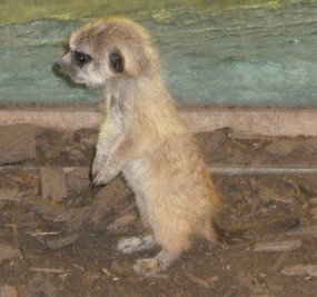 Die Erdmännchen im Tierpark Chemnitz haben Nachwuchs.
