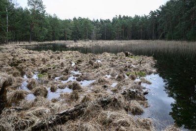 Der Bund für Umwelt und Naturschutz Deutschland möchte auch in Sachsen mehr Flächen der Natur überlassen (Archivbild). 