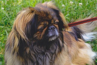 Dieser Hund wurde am Donnerstagabend vor einem Einkaufsmarkt an der Blankenauer Straße in Chemnitz geklaut.