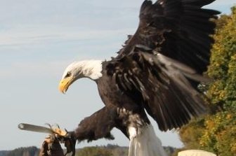 29. Fuchsjagd lockt nach Rittersgrün - Eine Falknershow bereichert die Fuchsjagd wie 2018.