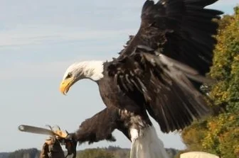 29. Fuchsjagd lockt nach Rittersgrün - Eine Falknershow bereichert die Fuchsjagd wie 2018.