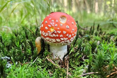 Der wohl bekannteste Giftpilz in deutschen Wäldern ist der Fliegenpilz. Weniger bekannt und deshalb gefährlicher ist die braune Variante.