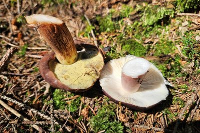 Die Pilzsaison ist in vollem Gange, links ein Röhren-, rechts ein Lamellenpilz.