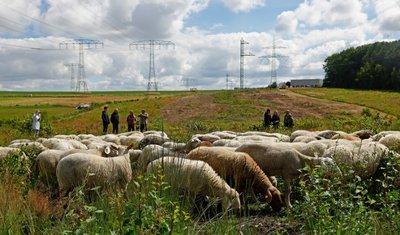 Zwischen Pleißa und Wüstenbrand weiden jetzt Schafe unter Stromleitungen. 