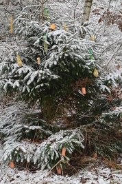 Einen „Tierbaum“ hat Buchhändlerin Heike Wenige aus Freiberg wieder mit Meisenknödeln und anderem dekoriert – diesmal unterhalb der Reichen Zeche.