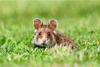 Feldhamster, denen man in Nordsachsen noch eine kleine Restpopulation zuschreibt, sind durch die intensive Landwirtschaft bedroht. 