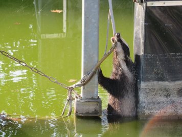 Erschöpft vom Schwimmen: Mit den Zähnen klammerte sich der Dachs in einem Wasserspeicher an einem Kabel fest.