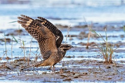 Der Ziegenmelker, ein amselgroßer Vogel, leidet darunter, dass er immer weniger Reviere für die Insektenjagd findet. 
