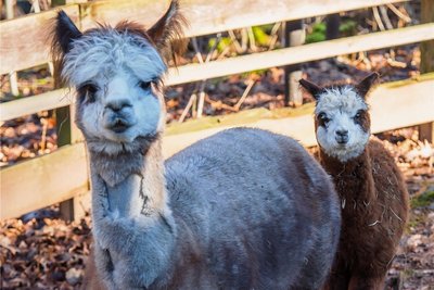 Hengst Karl-Heinz und Mascha von den Alpakas im Auer Zoo der Minis. 
