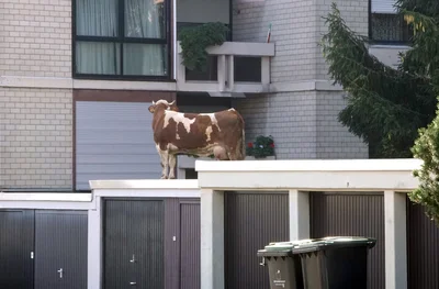 Eine entlaufene Kuh steht auf einem Garagendach. Die Kuh hatte das Dach über einen angrenzenden Garten erreicht.