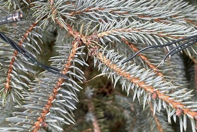 Das Kabel, an dem die Lampen befestigt sind, mit denen die Weihnachtsbäume vor den Geschäften in Mittweida geschmückt sind, wurde zerrissen.