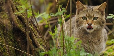 Selten und gefährdet: die Europäische Wildkatze.