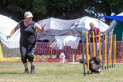 Trotz der vielen organisatorischen Aufgaben startete Silvia Ehlig auch selbst und schickte ihren Sheltie Wolf in die Spur.