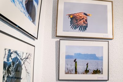 Seeadler auf dem Darß an der Ostsee sind in der Ausstellung genauso zu sehen wie die Moschusochsen in Norwegen.