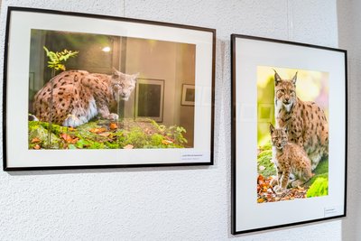 Einen Luchs mit seinem Jungen hat Liebold im Bayrischen Wald fotografiert.