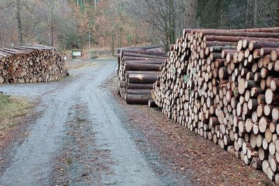 Im August soll in Schönecks Stadtwald die Holzernte beginnen.