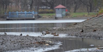 Um verschiedene Instandsetzungsarbeiten ausführen zu können, wurde das Wasser des Schloßteichs weitgehend abgelassen.