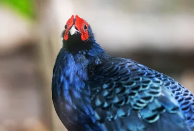 Seltene Fasane in Vietnam ausgewildert - Chemnitz beteiligt. (Symbolbild)