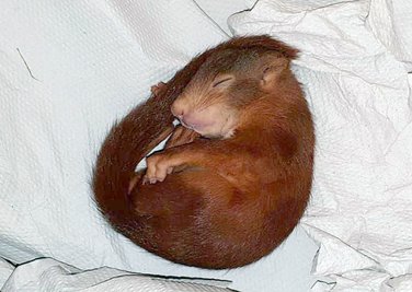 Die Verfolgungsjagd dauerte, bis das Eichhörnchen erschöpft in den Schlaf fiel.